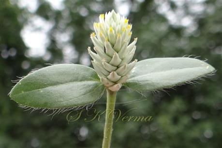  Inflorescence-Spike with subtending leaves (Adaxial view)